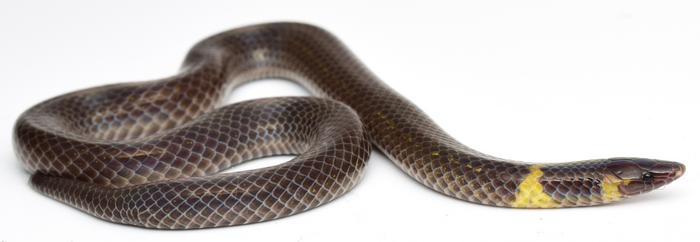 Dwarf reedsnake