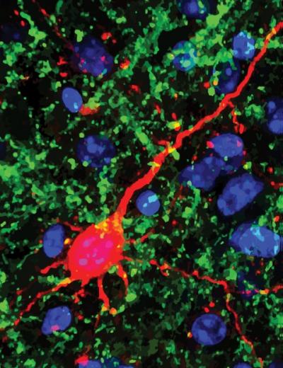 Kept in the Dark, Mice Add New Networks for Hearing