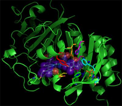 Infrared Fluorescent Protein