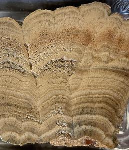 Carbonate sample from the roof of the Roman baths in Arles