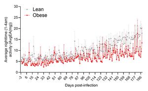 Obesity shapes COVID-19’s long-term damage