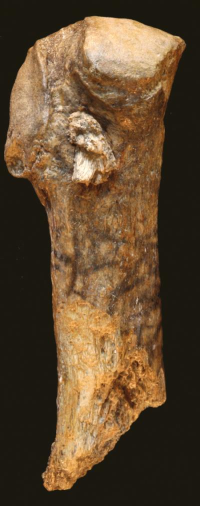 Evidence From a Pre-Clovis Mastodon Hunt (2 of 11)