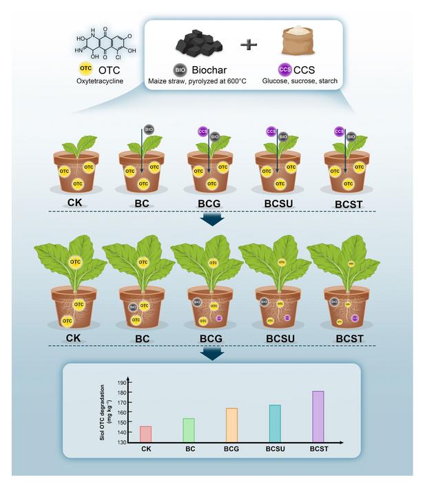 Enhancing oxytetracycline degradation and reducing its transfer to lettuce using biochar combined with carbohydrate carbon sources