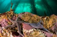 Remote South American Kelp Forests Surveyed for First Time since 1973