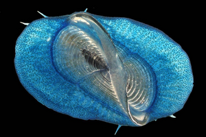 Converging ocean currents bring floating life and garbage together