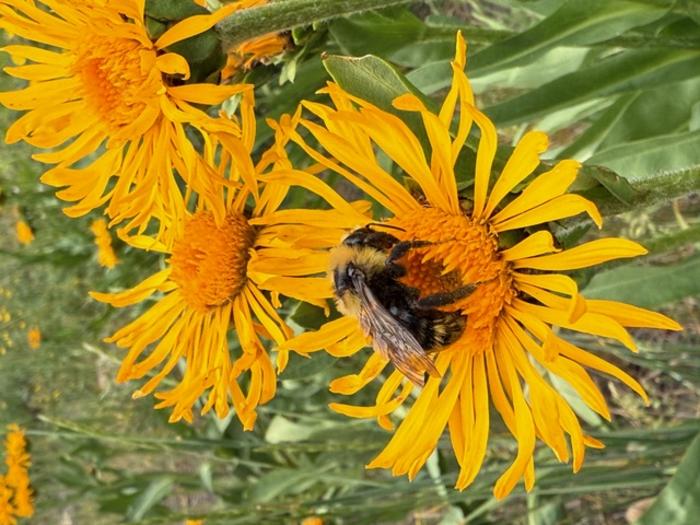 Bee in Colorado