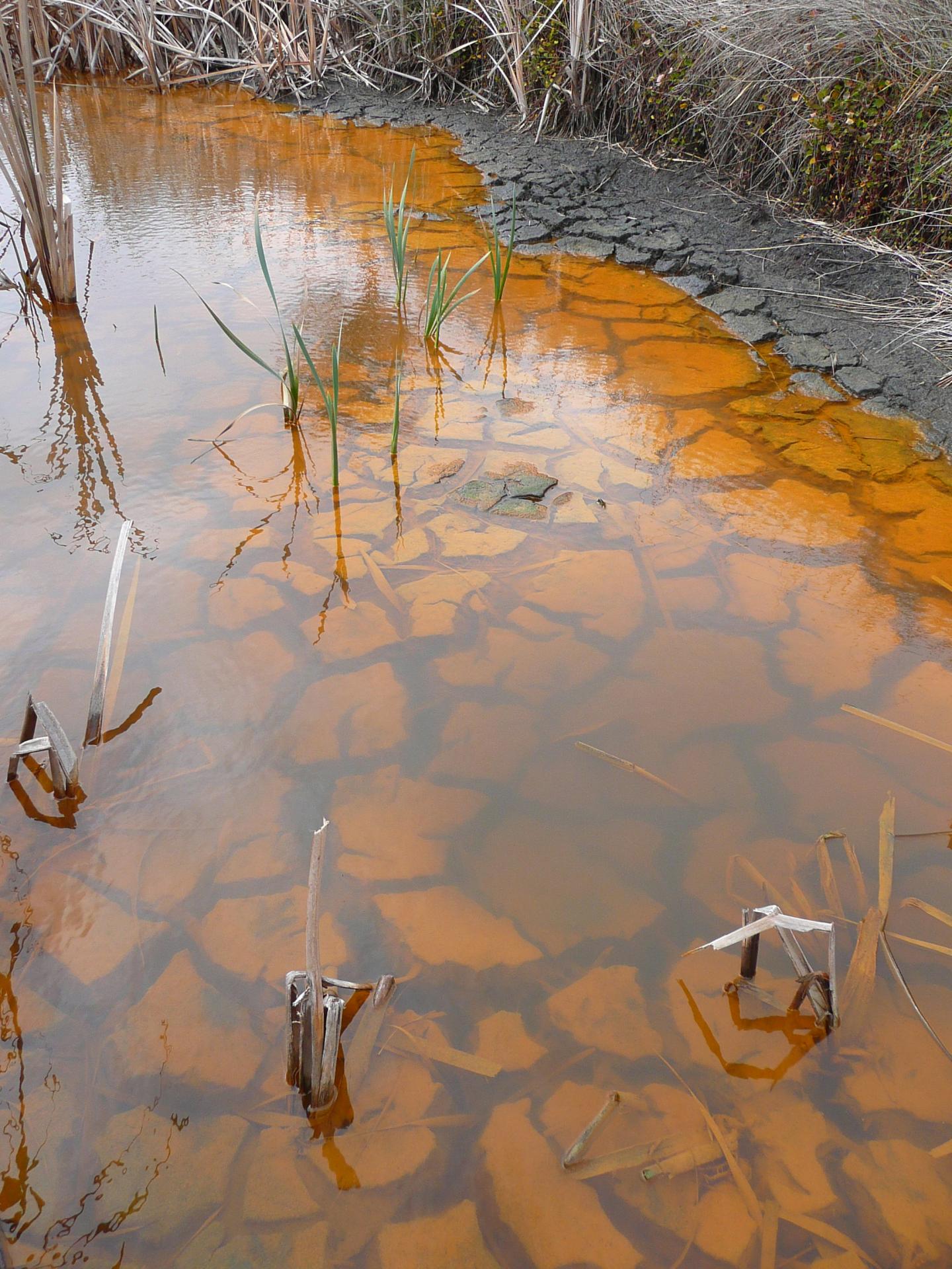 Acidic Soils