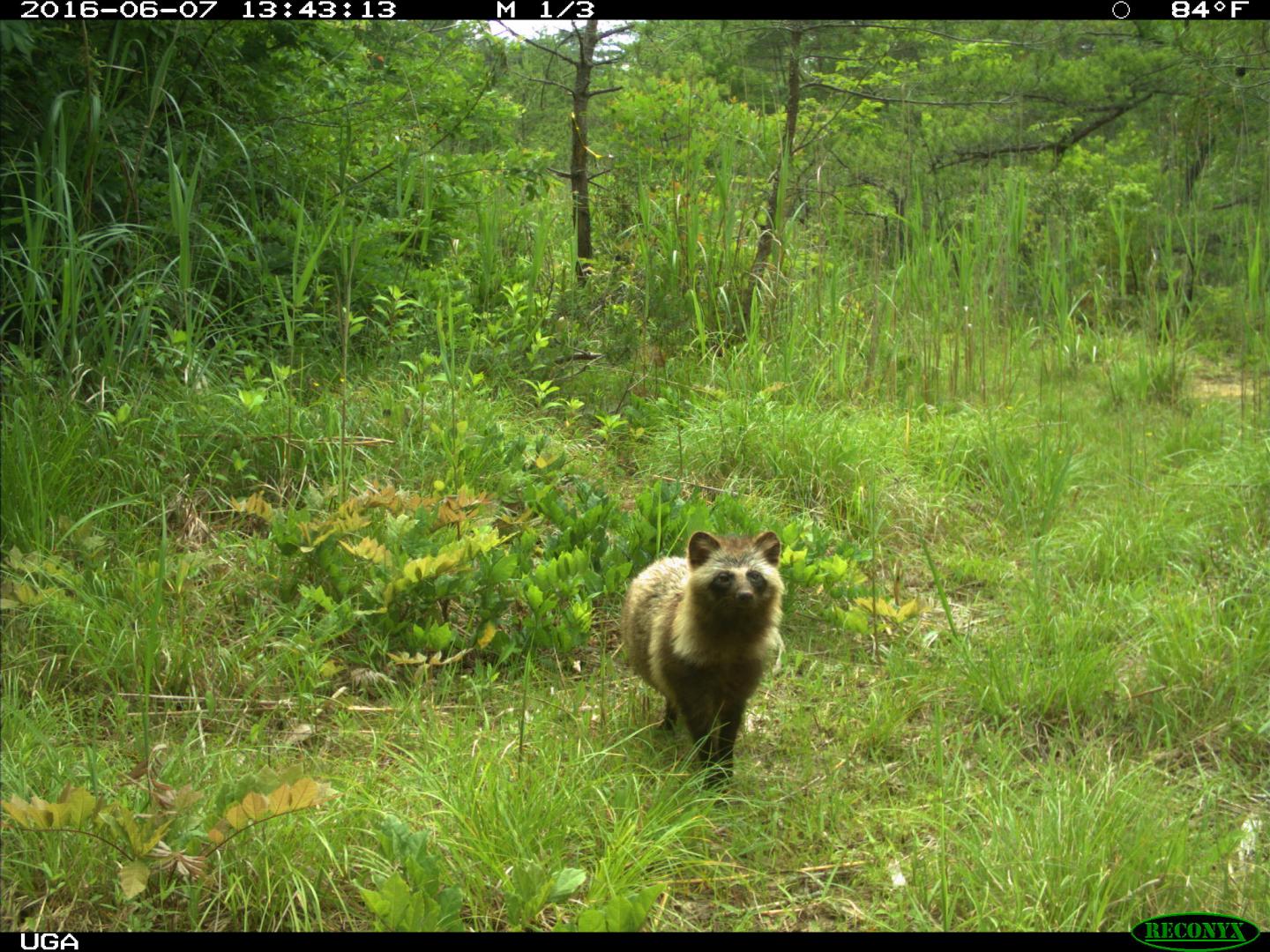 Raccoon Dog