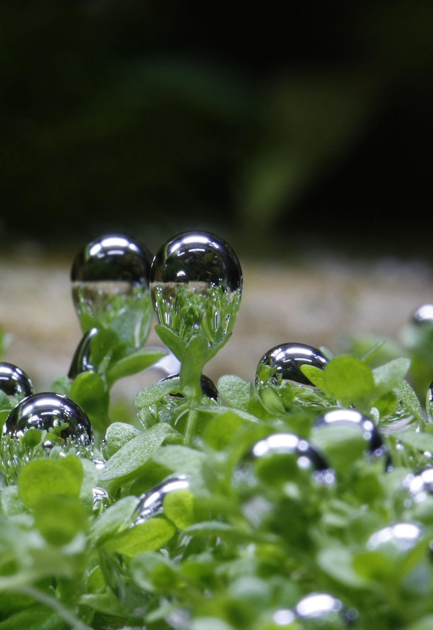 Catchment Geology Rules Freshwater Plant Communities (2 of 14)