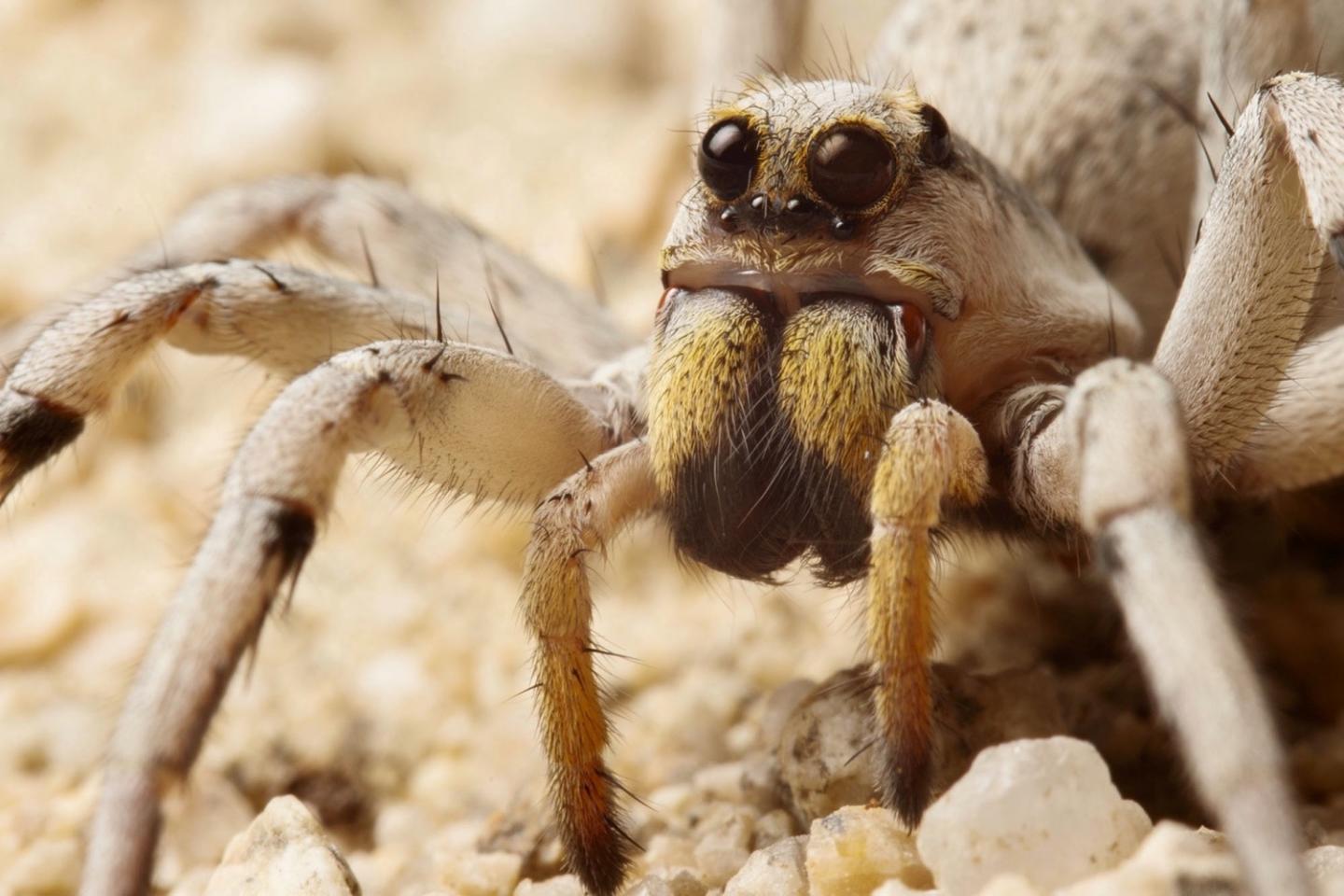 Hogna Wolf Spider