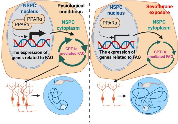 Mechanistic illustration of sevoflurane-induced inhibition of FAO in NSPCs impairing neurogenesis and cognitive function