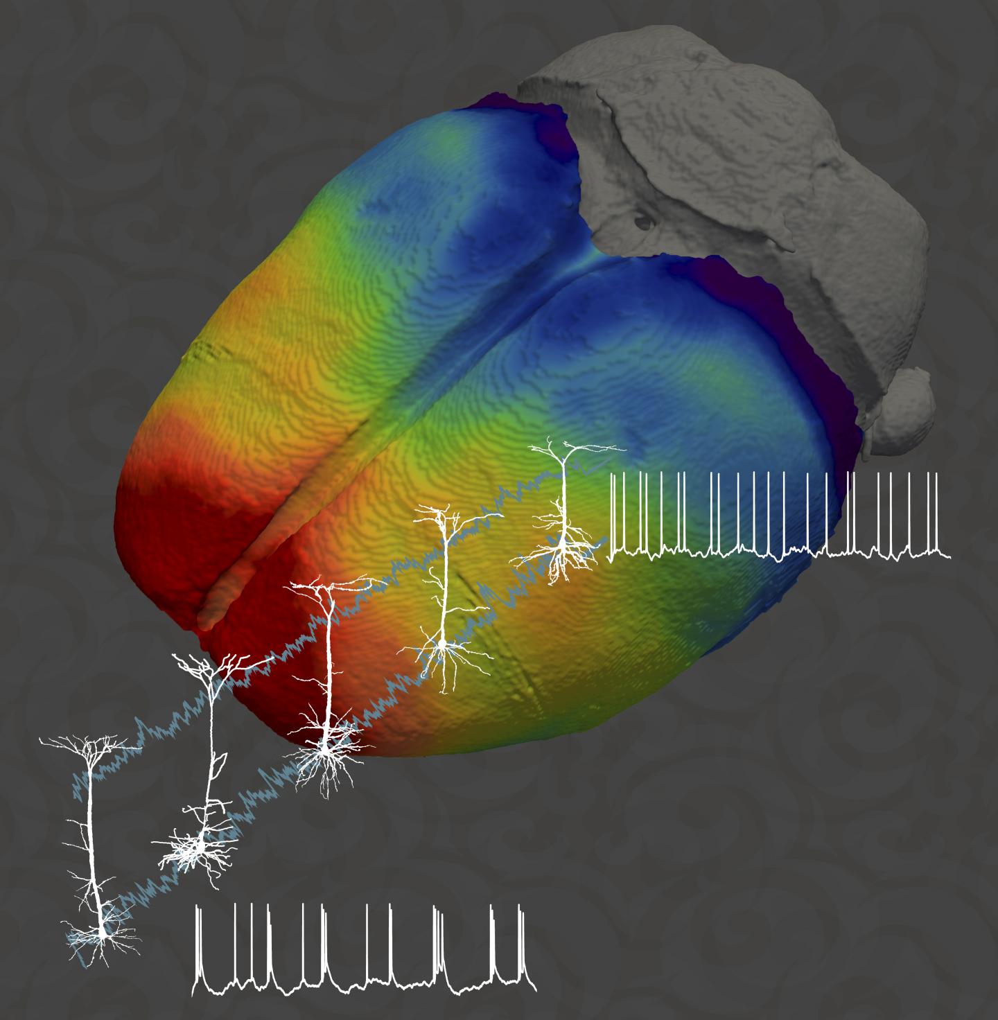 Neurons Process Information Differently Depending on Their Location