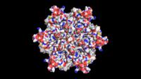Molecular Structure in <i>H. pylori</i>