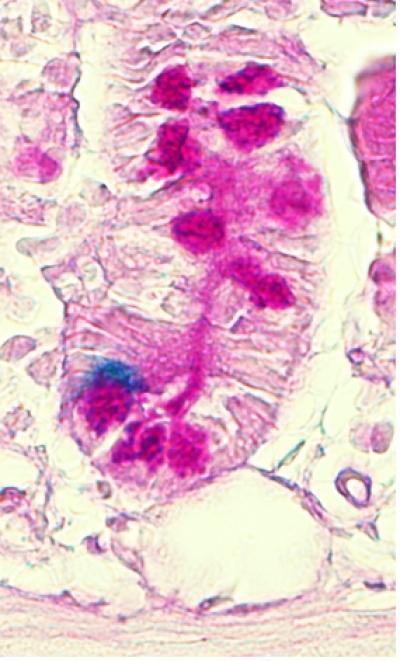 Intestinal Stem Cell