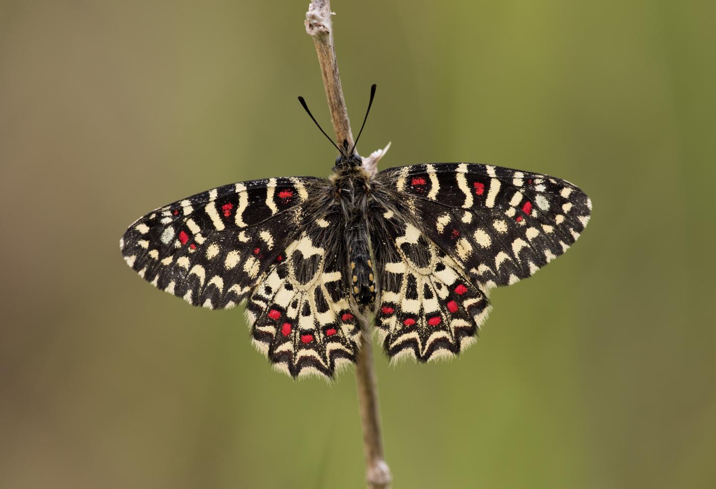 <em>Zerynthia rumina</em>