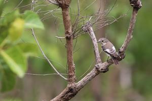 Pied flycatcher in Yvory Coast