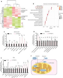 Intracellular metabolite profiling results of PHGDH knockdown.