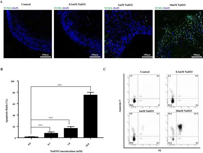Development of the dry AMD RO model.