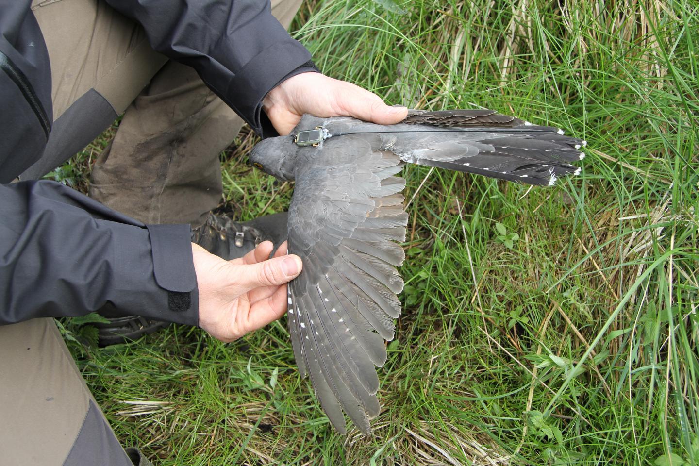 Migrating Birds 'Surf the Green Wave,' Tracking Vegetation Across Continents (3 of 9)