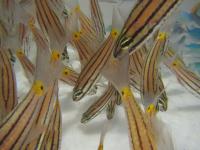 Five Lined Cardinalfish