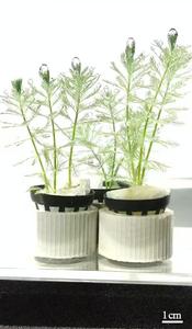 Bottom-up transport and top detachment behavior of photosynthetic bubbles at the top of Myriophyllum verticillatum