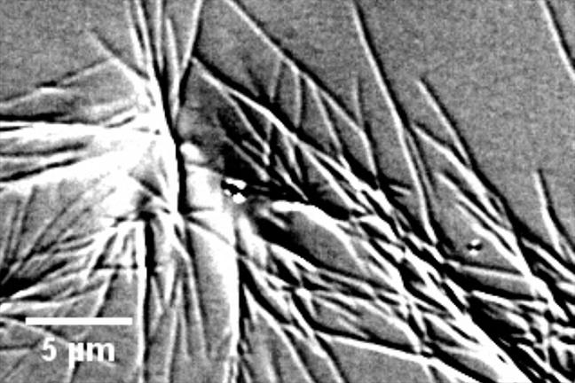 Hemoglobin Fibers
