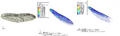 Simulation Results of a Dragonfly Forewing
