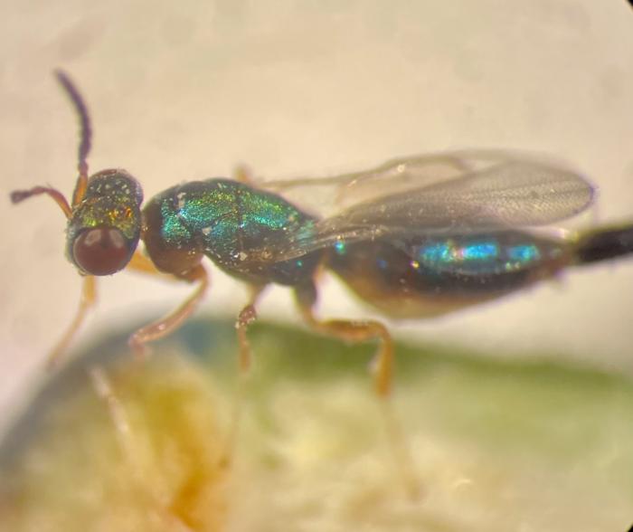 fig wasp