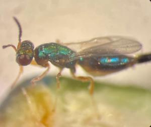 fig wasp