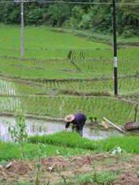 Working in the Paddies