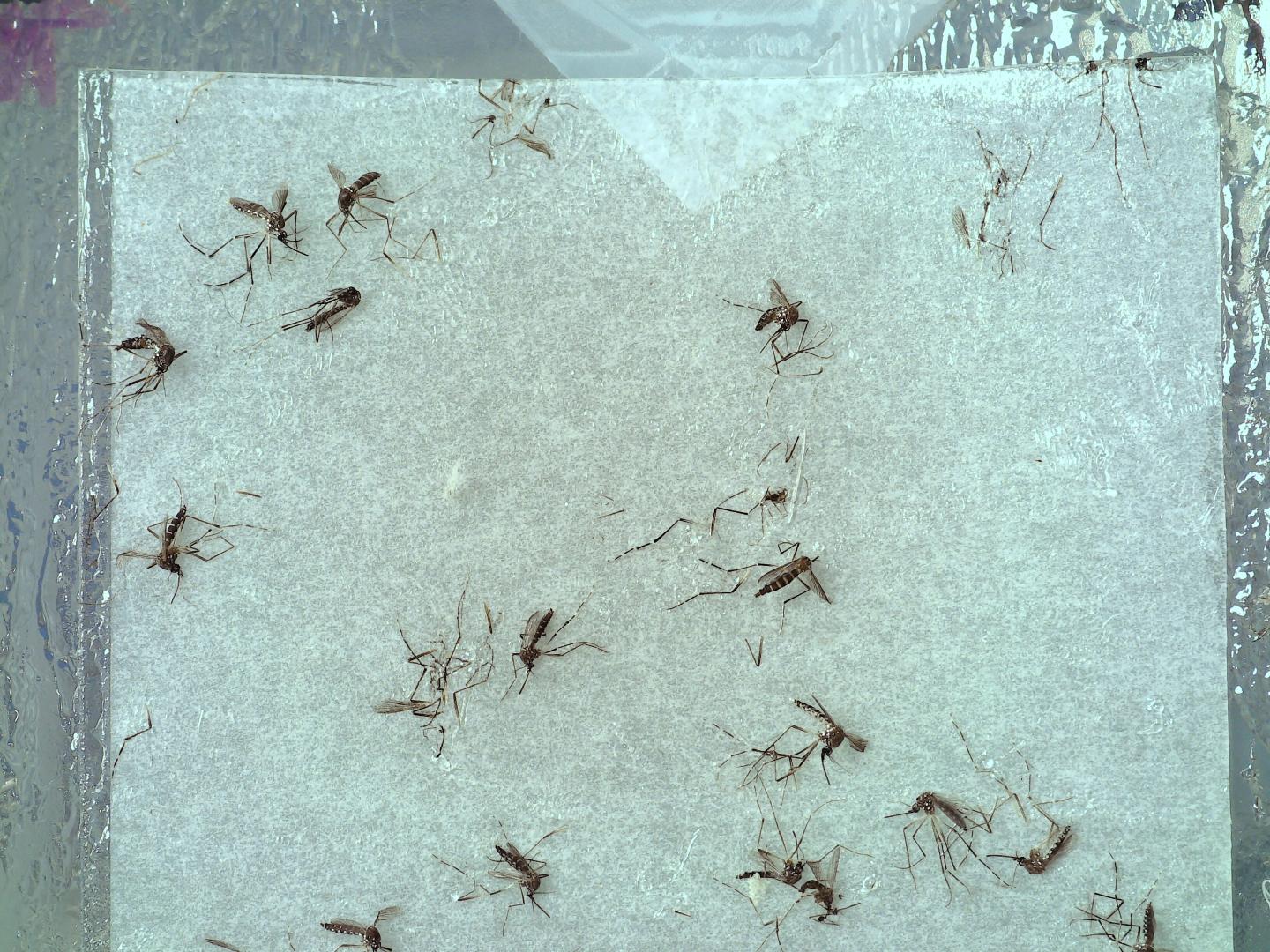 Mosquito Image