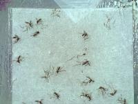 Mosquito Image