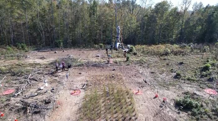 Engineered switchgrass