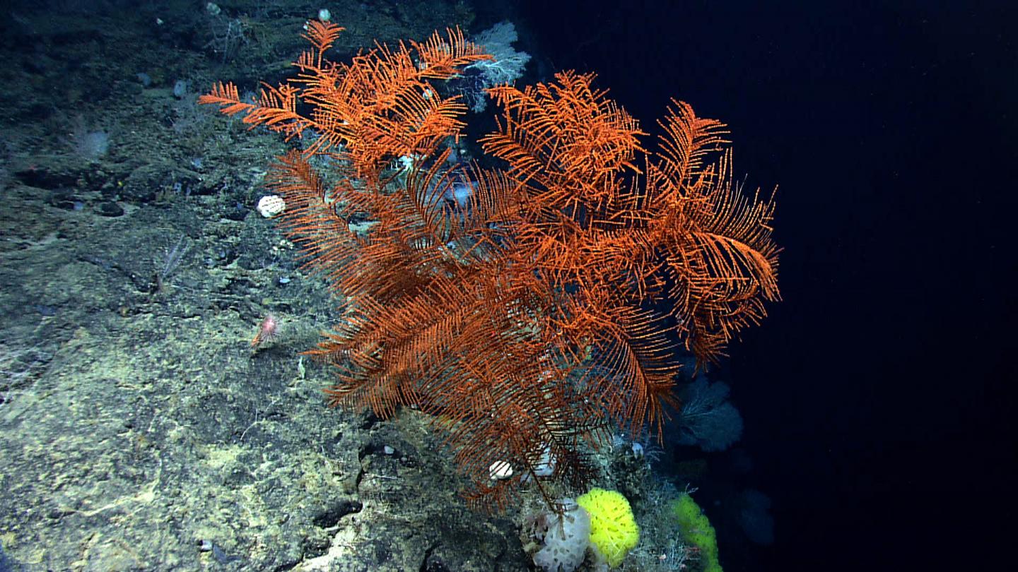 Black Coral