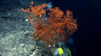 Black Coral