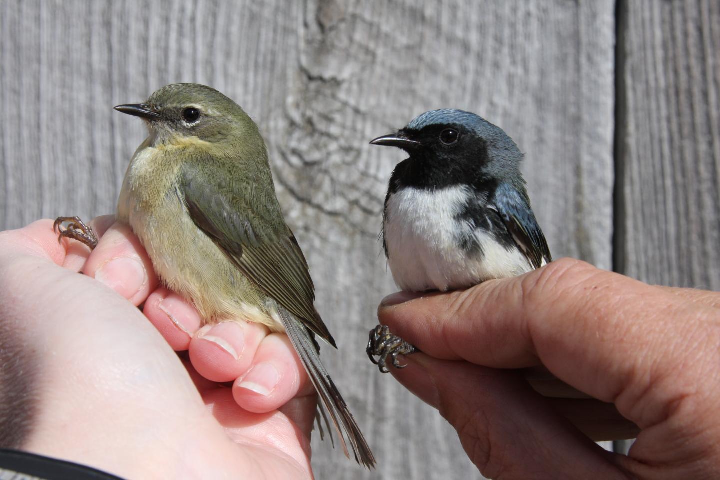 Male & female Black-throated Blue Warblers