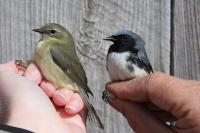 Male & female Black-throated Blue Warblers