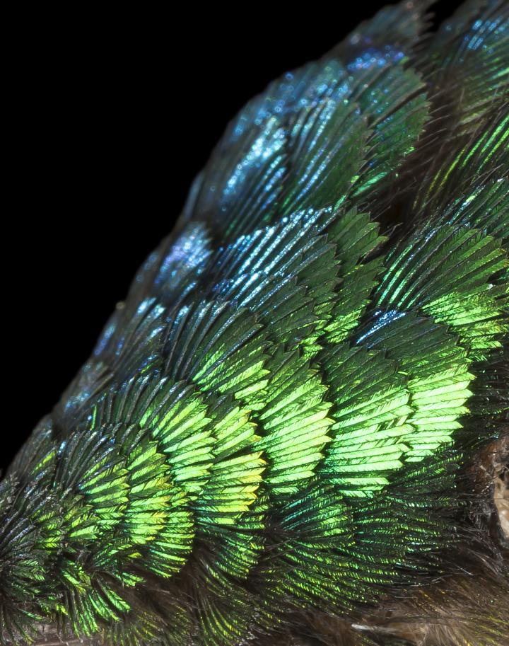 Hummingbird's Head Plumage