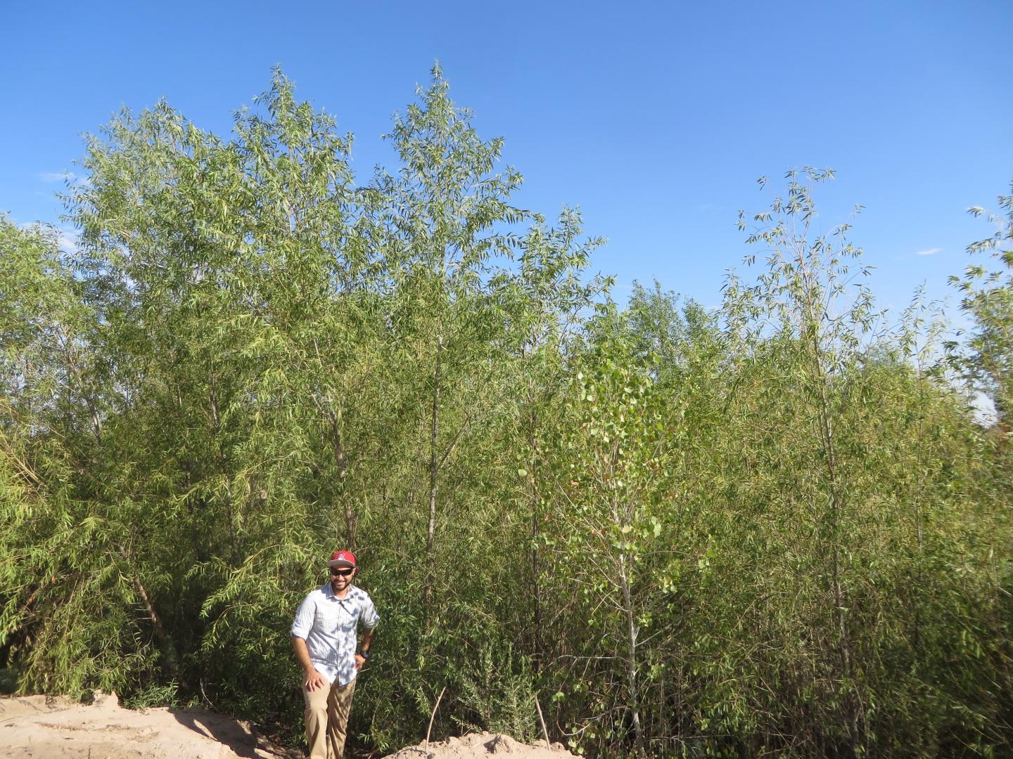 Willows Germinated After Colorado River Delta Pulse Flow