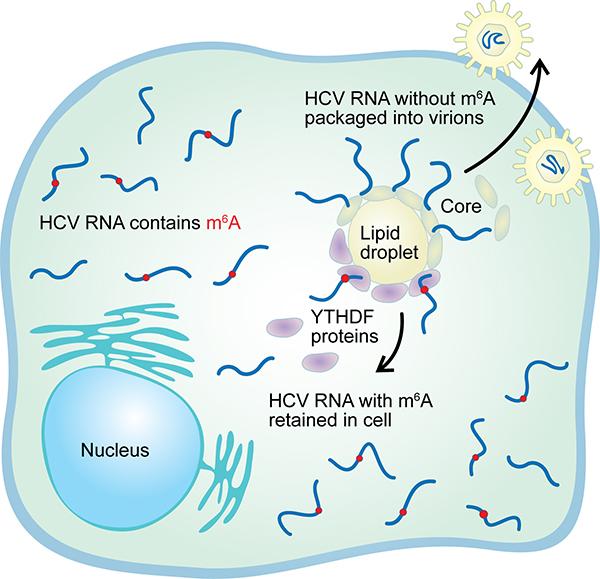 Horner Graphical Abstract