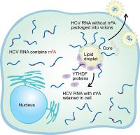 Horner Graphical Abstract