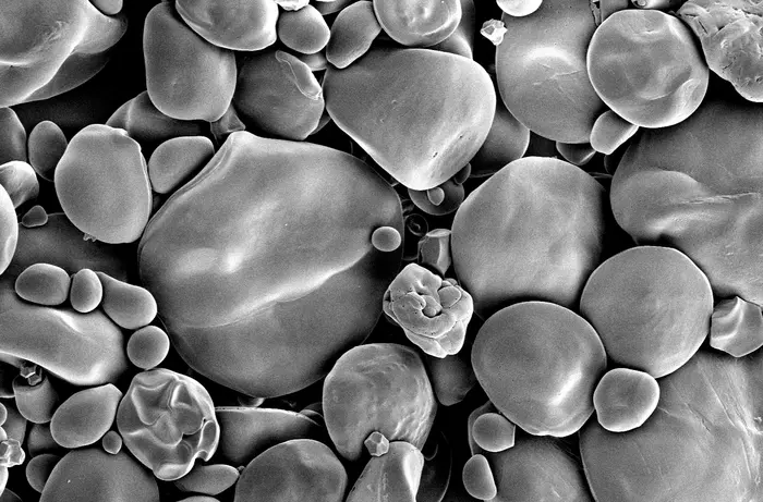 Giant Starch Granules