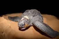 Leatherback Turtle