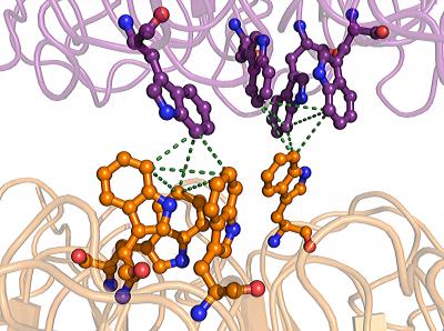 Ultraviolet Protection Molecule in Plants Yields its Secrets