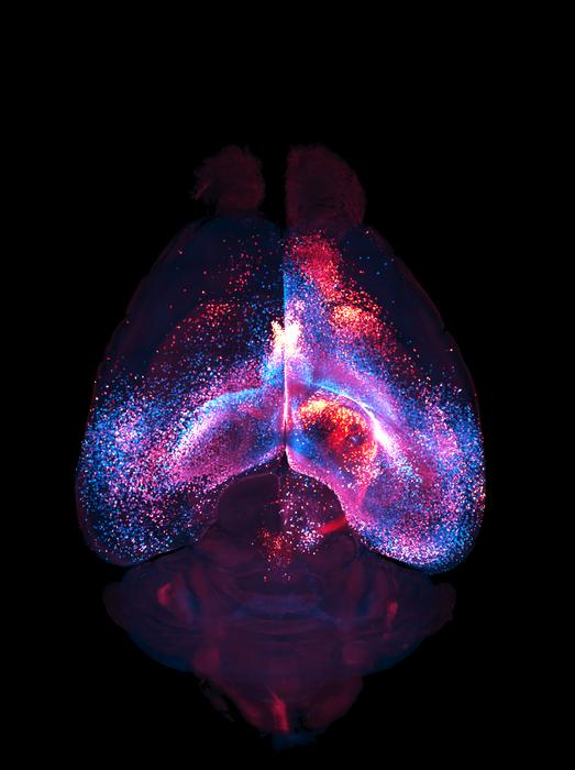 3D network of interconnected astrocytes imaged inside a whole, transparent mouse brain.