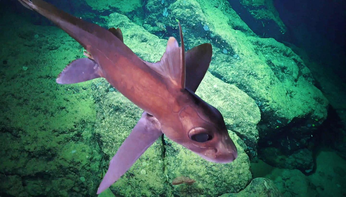 Chimaeras