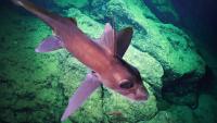 Chimaeras