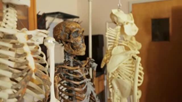 2-Million-Year-Old Fossils Reveal Hearing Abilities of Early Humans