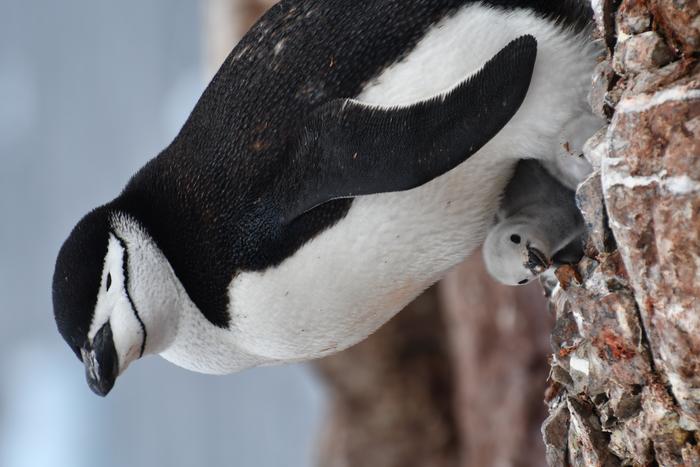 Chinstrap penguin with chick