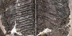 Gerrothorax fossil Holotype Trunk